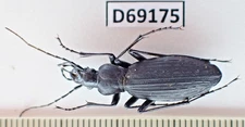 D69175. Insects, Beetles, Carabidae: Carabus sp. Vietnam North