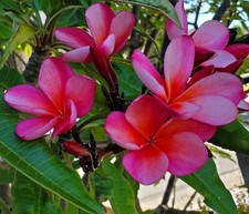 PINK W/ LIGHT ORANGE HUES PLUMERIA PLANT CUTTING 7-12 INCH - HEALTHY MOTHER