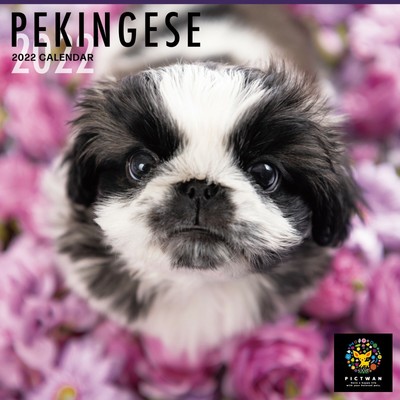 Pictwan 2022 Wall Calendar Pekingese From Japan | Ebay
