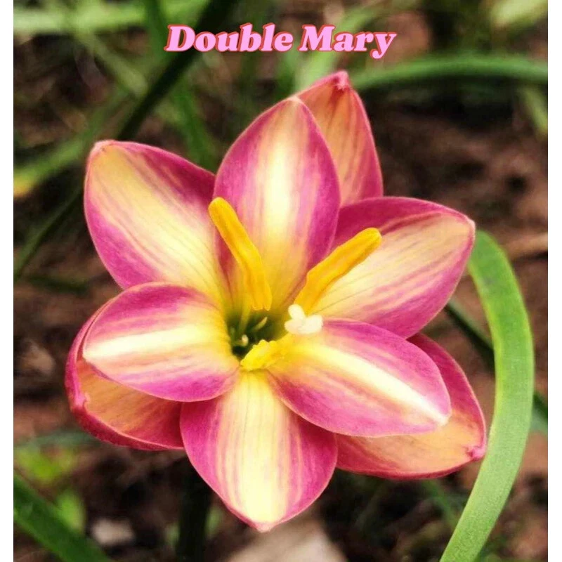 1 bulb AUTHENTIC Rain Lily Zephyranthes 70-150mm size (130 varieties) - Image 2 of 4