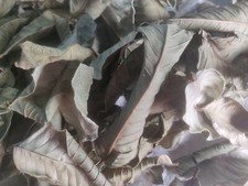 HOJAS DE GUAYABA ORGANICAS SECAS-ORGANIC GUAVA LEAVES DRY