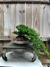 AWESOME! Fantastic Procumbens Nana Juniper Pre-Bonsai, 16 Yrs, Strong Trunk #650