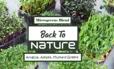 BACK TO NATURE SEED COMPANY Arugula, Alfalfa & Mustard Greens Microgreen Seed Assortment - Seeds - Non Gmo