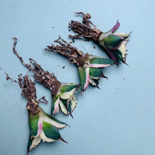 1/4/10 PIEZAS Agave Titanota 'Snaggletooth' (Marginata Aurea) Al Por Mayor Aleatorio - Imagen 8 de 9