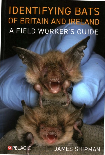 Identifying Bats Of Britain And Ireland - Image 4