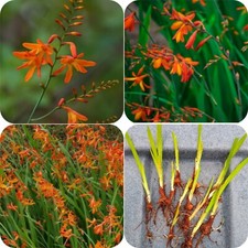 20X Orange Crocosmia Plants corms (bulbs) Summer Flowering Monbretia