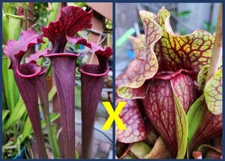 2024 SARRACENIA SEEDS: DARK VIBRANT MOOREI X FAT ORNATE PURP
