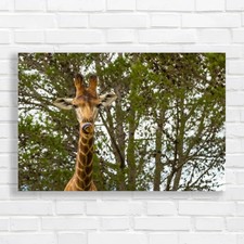 Majestic Giraffe in Lush Wilderness Original Canvas Print Large Picture Wall Art