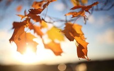 Landscape leaves fall sunlight closeup nature plants Custom Gaming Mat Desk