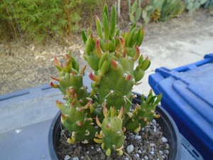 Opuntia Gumbi Sublata Montrose Plant Fully Rooted Prickly Pear 1 Ebay