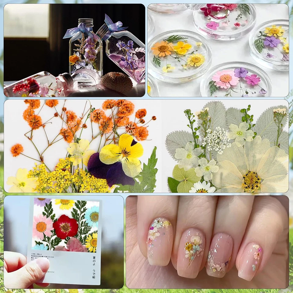 Getrocknete Blumen 84st gepresste natürliche DIY Blüten Harz Schmuck Seifenrahme - Bild 3 von 4