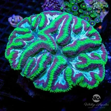 (H1) Symphyllia (~6") - WYSIWYG Live Coral Frag