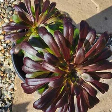 Aeonium 'Cyclops'