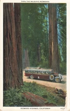 Postcard Thru The Majestic Redwoods, Redwood Highway, California VTG VPC02.