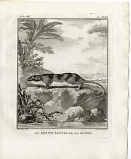 Antique Print-OTTER-PETITE LOUTRE DE LA GUYANE-PL. 17-de Bakker-Buffon-1784