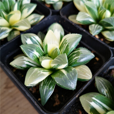 6cm Cactus Haworthia heidelbergensis Variegata Beautiful Live Plants Rare Cactus