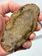 Coprolite Petrified Dino DoDo Slab Cabbing Lapidary Utah Combo Ship Avail
