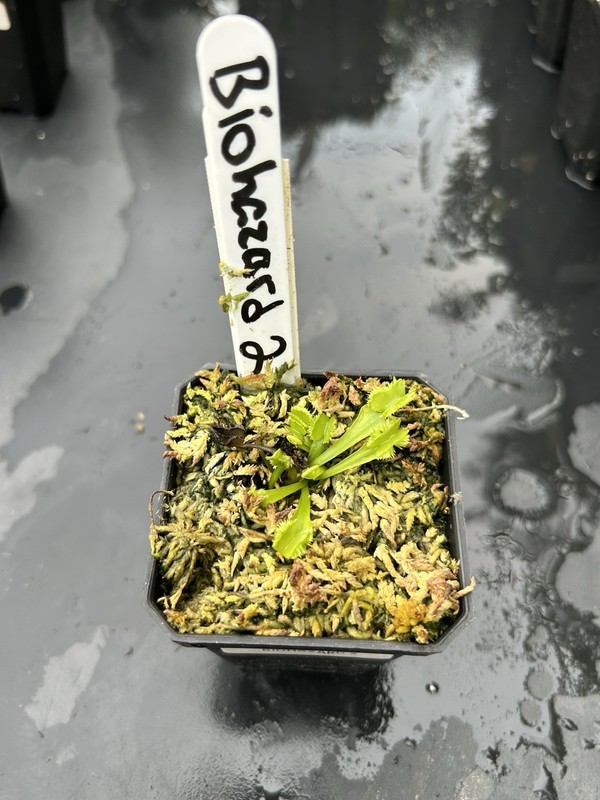 Venus Flytrap  Biohazard 2 -  Carnivorous Plant 🔥