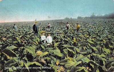 tobacco farming in north carolina Pitt County Tobacco – Aaron Hines