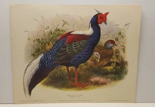 Daniel G. Elliott Swinhoe's Pheasant Vintage Lithograph Art Print
