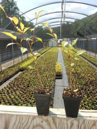 Cherrys Okames Flowering Beautiful Pink Flowers Outdoors Live Thrive Tree 3" Pot - Picture 3 of 4