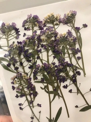 Dried Pressed Flowers Natural Epoxy Resin Candle Nail Art Scrapbooking Craft AU - Picture 180 of 210