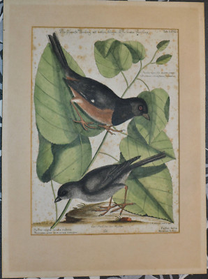 Der schwarze Sperling, 1749-73,Mark Catesby,Seligmann,kol,Radierung