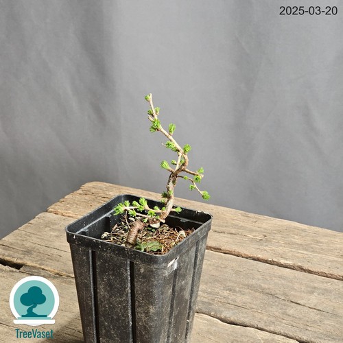 Larix Decidua Bonsai Outdoor Prebonsai di Larice in Vaso da Coltivazione 12cm - Foto 7 di 14