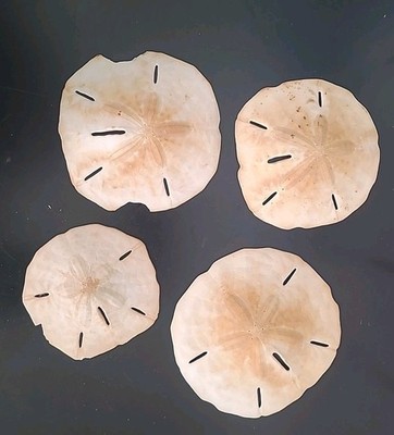 Lot of 4 White Real Arrowhead Big  Sand Dollar Sea Shell Craft Weddings 2''-5''
