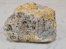 Sparkling Crystal-Filled Honeycomb Coral Fossil - Natural Favosites Specimen