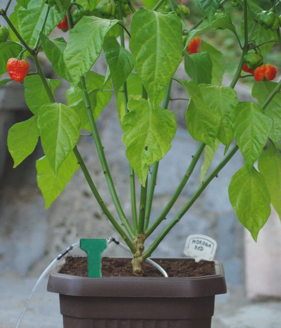 20x Self Watering Plant Automatic Drip Irrigation System Spike by Gravity - Picture 6 of 6