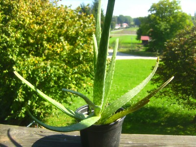 Aloe medizinisch Top Pflanze Heilpflanze Kosmetikpflanze Aloe vera  Zimmerpflanze | eBay.de