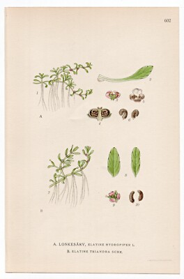 1926 Lindman Botanical Flower Print, Eight-stamen Waterwort, Waterwort