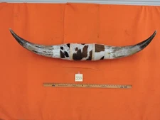 MOUNTED STEER BULL  HORNS 4' 3" tip to tip #333  BULL HORN LONGHORN 18" Base