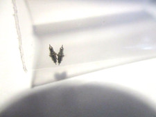 2 HAMILTON 12 SIZE 3050  POCKETWATCH BALANCE STAFFS, PIVOT 11  B-51-3