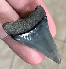 RARISSIMO E SPLENDIDO - "HUBBELLI TRANSITIONAL" - FOSSILE DENTE DI SQUALO BIANCO