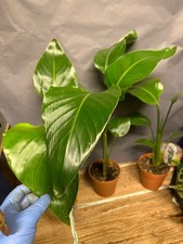 40-50cm  Strelitzia Nicolai 🌱White Giant Bird of Paradise 🌱 12cm pot