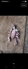 Ty Beanie Babies Stinger the Scorpion 1998 no ear tag