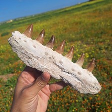 Large Mosasaur Jaw Fossil Marine Reptile Morocco Collector Piece Prehistoric