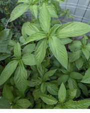 300 Molokhia Egyptian spinach Saluyot Jute  seeds ملوخيه  ملوخية