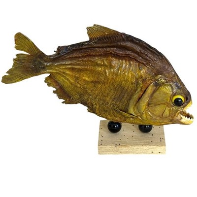 Vintage Piranha Fish Taxidermy Mount Stuffed Carnivorous Sea Decor