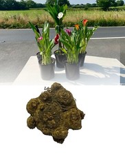 5 ZANTEDESCHIA MIXED CALLA (ARUM)LILY BULBS SIZE 22/24 SUMMER FLOWER PERENNIAL