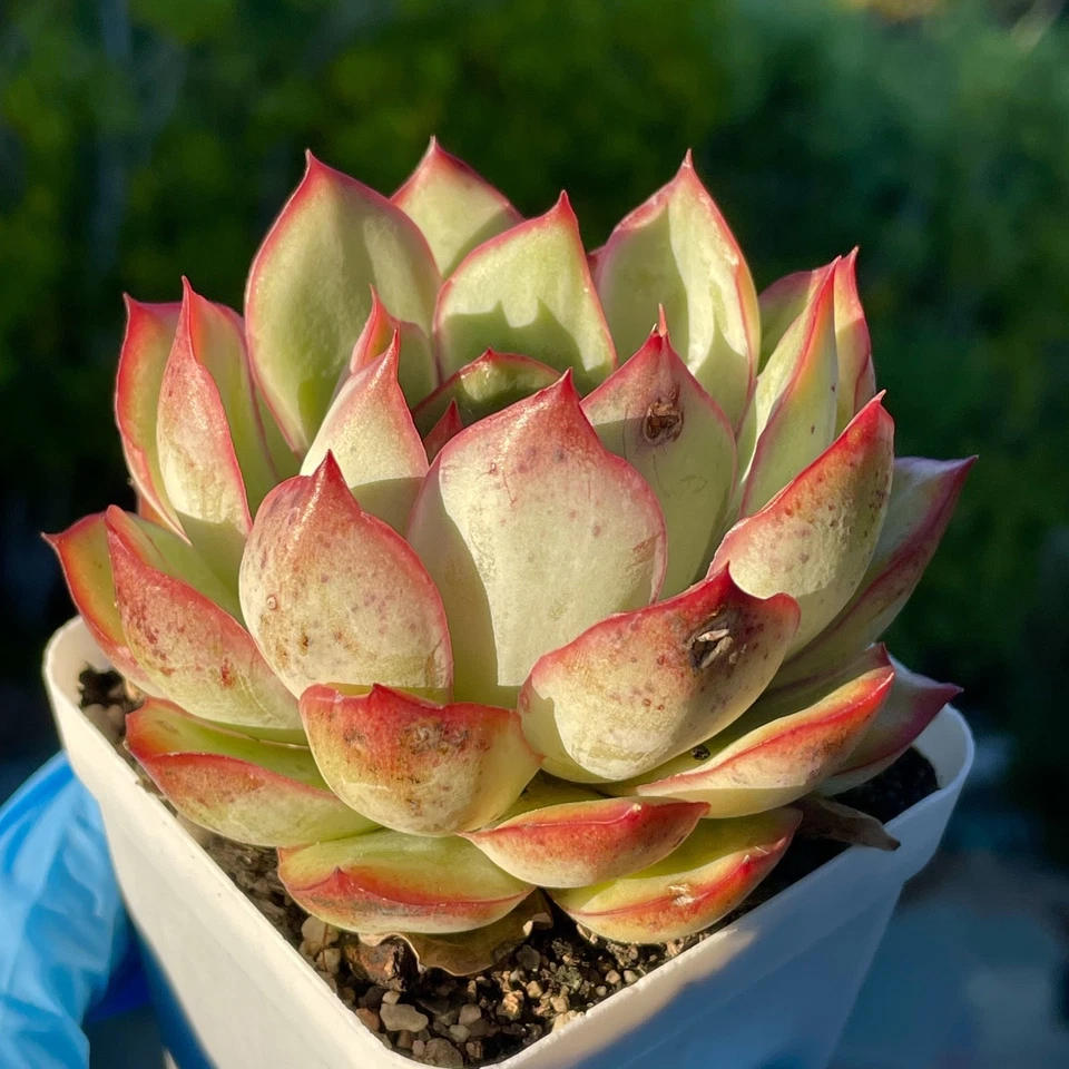 Rare Succulent Echeveria Pulidonis Fully Rooted Live Plant Decor Gift 3.5-Inch - Image 4 of 4