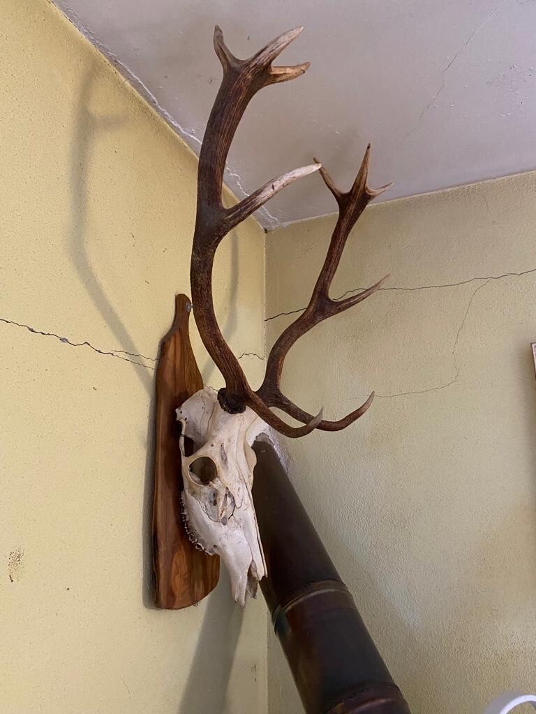 Trofeo Testa Di Toro Longhorn Teschio Decorativo 45 Cm Trofeo Da Parete - Foto 2