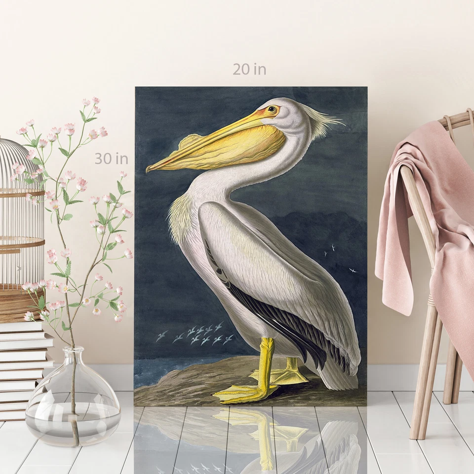 Arte en lienzo American White Pelican de John James Audubon arte de pared impresión de cuadro Foto 2 de 4