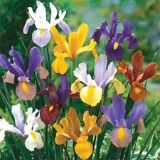 12 - DUTCH IRIS BEAUTY MIXTURE Flower Bulbs  Graceful and Elegant Blooms
