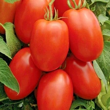 100+ROMA TOMATO Seeds Paste Sauce Canning Salads Garden Container Organic Easy