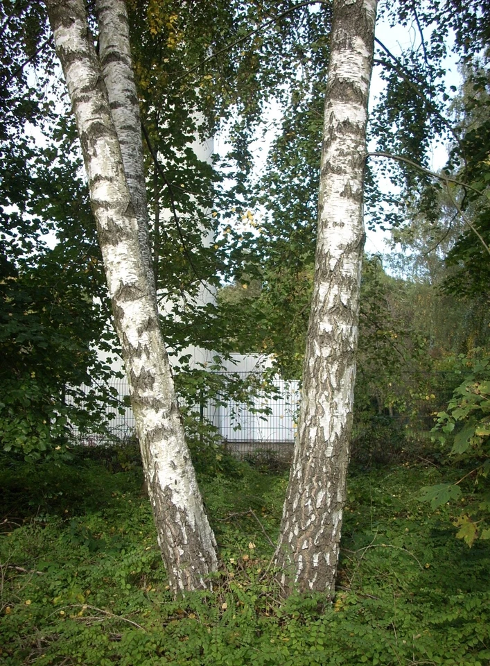 Европейская белая береза (серебряная береза), семена дерева бонсай Betula pendula alba - Изображение 2 из 2