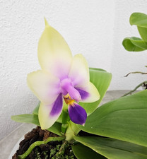 duft Orchidee Phalaenopsis bellina var. coerulea x sib / warm Versand