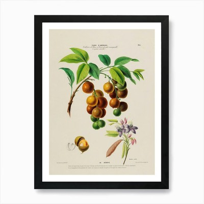 Frucht des Guavenbaums 1 Kunstdruck gerahmt Wandbild Poster Leinwanddruck Bild